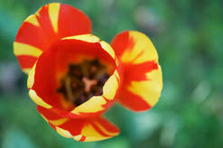 tulipani colori
